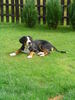 Grosser Schweizer Sennenhund Foto: Chato (ID 35246) Grosser Schweizer Sennenhund Hund