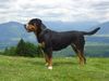 Grosser Schweizer Sennenhund Foto: Brina (ID 32753) Grosser Schweizer Sennenhund Hund