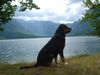 Grosser Schweizer Sennenhund Foto: Brina (ID 32755) Grosser Schweizer Sennenhund Hund