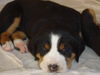Grosser Schweizer Sennenhund Foto: Lolita Zgornjesavska (ID 36699) Grosser Schweizer Sennenhund Hund