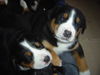 Grosser Schweizer Sennenhund Foto: L- litter (ID 36698) Grosser Schweizer Sennenhund Hund