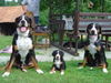 Grosser Schweizer Sennenhund Foto: Aris mit Familie (ID 38717) Grosser Schweizer Sennenhund Hund