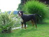 Grosser Schweizer Sennenhund Foto: Armstrong von Creation Divine (ID 38718) Grosser Schweizer Sennenhund Hund