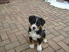 Grosser Schweizer Sennenhund Foto: die (noch) kleine Bora (ID 31057) Grosser Schweizer Sennenhund Hund