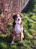 Grosser Schweizer Sennenhund Hund