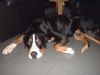Grosser Schweizer Sennenhund Foto: Artus 3 Jahre alt.Hamburg (ID 11672) Grosser Schweizer Sennenhund Hund