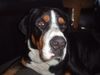 Grosser Schweizer Sennenhund Foto: Artus 3 Jahre alt (ID 11666) Grosser Schweizer Sennenhund Hund
