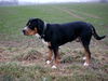 Grosser Schweizer Sennenhund Foto: Dino v. d. Neckerwies (ID 26056) Grosser Schweizer Sennenhund Hund