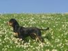 Grosser Schweizer Sennenhund Foto: Brina (ID 11660) Grosser Schweizer Sennenhund Hund