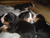 Grosser Schweizer Sennenhund Foto: Lovely new-born puppies (ID 13849) Grosser Schweizer Sennenhund Hund