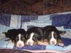 Grosser Schweizer Sennenhund Foto: Boys (ID 13942) Grosser Schweizer Sennenhund Hund