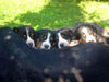 Grosser Schweizer Sennenhund Foto: Brina (ID 32756) Grosser Schweizer Sennenhund Hund