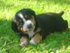 Grosser Schweizer Sennenhund Foto: Our puppies (ID 22674) Grosser Schweizer Sennenhund Hund