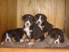Grosser Schweizer Sennenhund Foto: Our puppies (ID 22675) Grosser Schweizer Sennenhund Hund