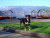 Grosser Schweizer Sennenhund Foto: Our swissy Brina (ID 30603) Grosser Schweizer Sennenhund Hund
