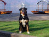 Grosser Schweizer Sennenhund Foto: Our swissy Brina (ID 30604) Grosser Schweizer Sennenhund Hund