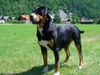 Grosser Schweizer Sennenhund Foto: Our swissy Brina (ID 30605) Grosser Schweizer Sennenhund Hund