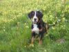 Grosser Schweizer Sennenhund Foto: Ich liebe grüne Wiesen....Eiger(Sammy) 4 Monate alt (ID 12978) Grosser Schweizer Sennenhund Hund