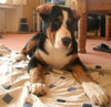 Grosser Schweizer Sennenhund Hund
