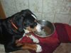 Grosser Schweizer Sennenhund Foto: Floyd's seltsame Art der Mahlzeiteneinnahme (ID 36052) Grosser Schweizer Sennenhund Hund
