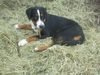 Grosser Schweizer Sennenhund Foto: Floyd im Heu (ID 37102) Grosser Schweizer Sennenhund Hund
