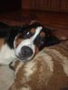 Grosser Schweizer Sennenhund Foto: Floyd ist müde....... (ID 36050) Grosser Schweizer Sennenhund Hund