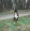 Grosser Schweizer Sennenhund Foto: Wer iss da?? (ID 37107) Grosser Schweizer Sennenhund Hund