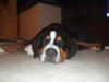 Grosser Schweizer Sennenhund Foto: I'm dreaming of.......... what?? (ID 36051) Grosser Schweizer Sennenhund Hund