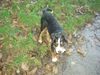 Grosser Schweizer Sennenhund Foto: Floyd 14 Wochen (ID 35449) Grosser Schweizer Sennenhund Hund