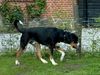 Grosser Schweizer Sennenhund Hund