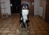 Grosser Schweizer Sennenhund Foto: Chico vom Reuterstein (ID 38037) Grosser Schweizer Sennenhund Hund