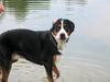 Grosser Schweizer Sennenhund Foto: Wasser-das noch immer geheimnisvolle Element (ID 39495) Grosser Schweizer Sennenhund Hund