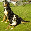 Grosser Schweizer Sennenhund Foto (ID 24784) Grosser Schweizer Sennenhund Hund
