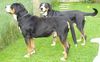 Grosser Schweizer Sennenhund Foto: Hanibald u.Mona Lisa (ID 22735) Grosser Schweizer Sennenhund Hund