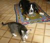 Grosser Schweizer Sennenhund Foto: Leo und Henry (ID 12214) Grosser Schweizer Sennenhund Hund