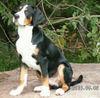 Grosser Schweizer Sennenhund Foto: Herkules simply the best v.d.Dorfquelle (ID 36070) Grosser Schweizer Sennenhund Hund