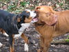 Grosser Schweizer Sennenhund Foto: Heeeeey Baby (ID 36758) Grosser Schweizer Sennenhund Hund