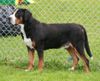 Grosser Schweizer Sennenhund Foto: Hanibald (ID 36067) Grosser Schweizer Sennenhund Hund
