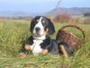 Grosser Schweizer Sennenhund Foto: IRROS from Swiss Star (ID 27376) Grosser Schweizer Sennenhund Hund