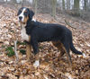 Grosser Schweizer Sennenhund Foto: Balou, 6 Monate, im Berg (ID 30534) Grosser Schweizer Sennenhund Hund