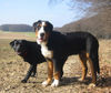 Grosser Schweizer Sennenhund Foto: Balou und Joy - endlich Frühling! (ID 30535) Grosser Schweizer Sennenhund Hund