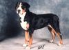 Grosser Schweizer Sennenhund Foto: Hanibald (ID 22741) Grosser Schweizer Sennenhund Hund