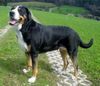 Grosser Schweizer Sennenhund Foto: Mona Lisa (ID 22738) Grosser Schweizer Sennenhund Hund