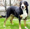 Grosser Schweizer Sennenhund Foto: Mona Lisa (ID 22739) Grosser Schweizer Sennenhund Hund