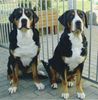 Grosser Schweizer Sennenhund Foto: Debbie al of me v.d.Dorfquelle u.Nina (ID 22742) Grosser Schweizer Sennenhund Hund