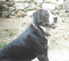 Grosser Schweizer Sennenhund Foto: kuno (ID 27056) Grosser Schweizer Sennenhund Hund