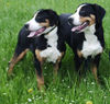 Grosser Schweizer Sennenhund Foto: Paris u Genuine Swiss Connection v.d.Dorfquelle (ID 36072) Grosser Schweizer Sennenhund Hund