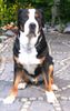 Grosser Schweizer Sennenhund Foto: Leo 2,5 Jahre (ID 21993) Grosser Schweizer Sennenhund Hund