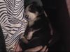 Grosser Schweizer Sennenhund Hund