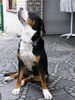 Grosser Schweizer Sennenhund Foto: Leo 16 Monate (ID 14515) Grosser Schweizer Sennenhund Hund